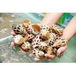 Tổng Kho Thịt Bò, Gà, Heo & Hải Sản Đông Lạnh Nhập Khẩu tại Xã Yên Lập, Tỉnh Tuyên Quang