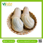   Ốc Vòi Voi Trắng Canada Sống