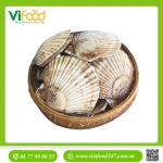 Sò Điệp Nhật Nguyên Con Sống