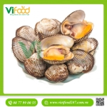 Sò Lông Tươi Sống