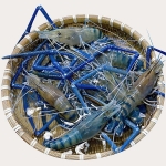 VIFOOD – Tổng Kho Thịt Bò, Thịt Gà, Thịt Heo, Hải Sản Đông Lạnh Nhập Khẩu Tại Xã Pu Sam Cáp, Tỉnh Lai Châu