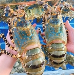 Đại Lý Phân Phối Hải Sản Đông Lạnh Nhập Khẩu Uy Tín Tại Phú Yên