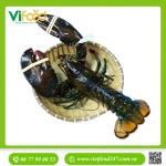 Tôm Hùm Canada Sống 1- 3Kg