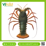   Tôm Hùm Đông Úc Sống