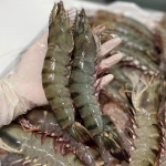 Phân Phối Hải Sản Đông Lạnh Nhập Khẩu Tại Gia Lai