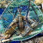 Kho Sỉ Thịt Bò, Thịt Gà, Thịt Heo & Hải Sản Đông Lạnh tại Xã Hưng Khánh, Tỉnh Lào Cai