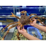 Chuyên cung cấp thịt bò, thịt gà, thịt heo, hải sản đông lạnh nhập khẩu tại xã Phan Thanh, tỉnh Cao Bằng