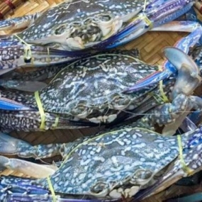 Tổng Kho Thịt Bò, Thịt Gà, Thịt Heo & Hải Sản Đông Lạnh tại Xã Xuân Quang, Tỉnh Lào Cai