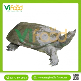 Ba ba sống 1,5-2 kg/con