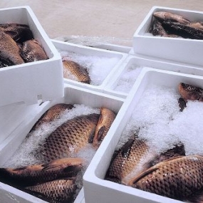 VIFOOD – Tổng Kho Thịt Bò, Thịt Gà, Thịt Heo, Hải Sản Đông Lạnh tại Xã Liên Châu, Tỉnh Phú Thọ