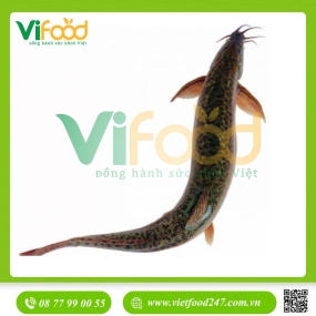 Cá chạch lấu (chạch bông) sống 400-500 gr/con