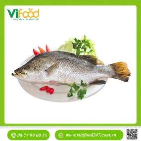 Cá chẽm sống 5-6 kg/con