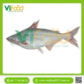 Cá hú thiên nhiên 0,8-1,2 kg/con