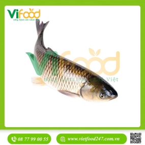 Cá trắm trắng (trắm cỏ) sống 7-8 kg/con