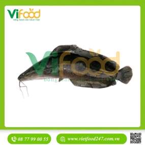 Cá trê đen sống 400-600 gr/con