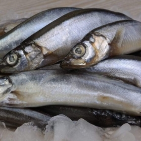 VIFOOD - Tổng Kho Thịt Bò, Thịt Gà, Thịt Heo, Hải Sản Đông Lạnh Nhập Khẩu tại Xã Tây Cốc, Tỉnh Phú Thọ