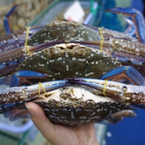 Nguồn Cung Cấp Sỉ Thịt Bò, Thịt Gà, Thịt Heo, Hải Sản Đông Lạnh tại Xã Tân Thành, Tỉnh Lạng Sơn