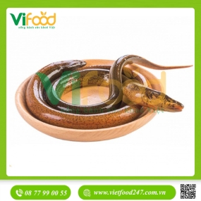Lươn sống nuôi 4-5 con/kg
