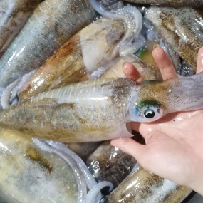 Địa Chỉ Cung Cấp Thịt Bò, Gà, Heo, Hải Sản Đông Lạnh tại Xã Ba Chẽ, Tỉnh Quảng Ninh