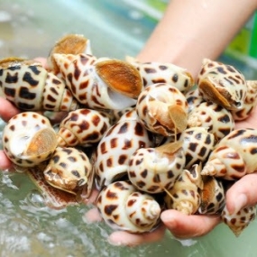 Tổng Kho Thịt Bò, Gà, Heo & Hải Sản Đông Lạnh Nhập Khẩu tại Xã Yên Lập, Tỉnh Tuyên Quang