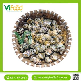 Ốc Hương Tươi Sống