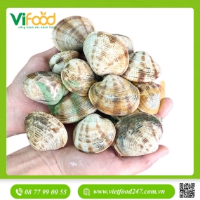 Sò Sần Sống