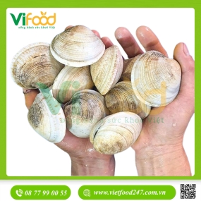 Sò Thưng Sống