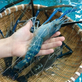 Tổng Kho Thịt Bò, Thịt Gà, Thịt Heo, Hải Sản Đông Lạnh nhập khẩu tại xã Nậm Nèn, tỉnh Điện Biên