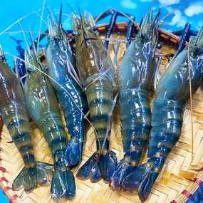 Phân Phối Hải Sản Đông Lạnh Nhập Khẩu Tại Bắc Ninh