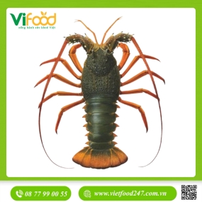   Tôm Hùm Đông Úc Sống