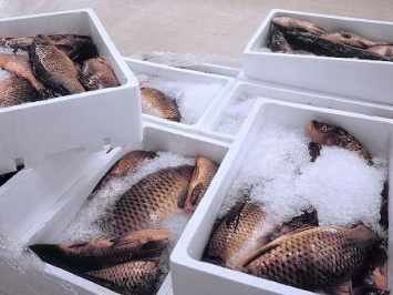 Phân Phối Hải Sản Đông Lạnh Chất Lượng Cao Tại Quận 6 – Giao Nhanh, Giá Tốt