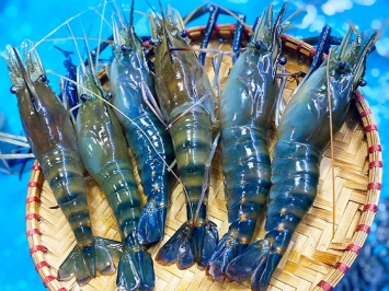 So Sánh Tôm Sú Tươi Và Đông Lạnh: Mua Ở Đâu Ngon, An Toàn Tại TP.HCM?