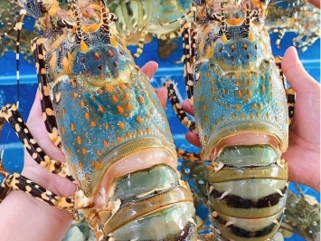 Mua Tôm Hùm Bông Sống Ở TP.HCM Ở Đâu Uy Tín? Khám Phá Ngay Vifood